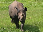 Bild: Nashorn 02 – Klick zum Vergrößern