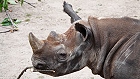 Bild: Nashorn 03 – Klick zum Vergrößern