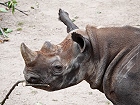 Bild: Nashorn 03 – Klick zum Vergrößern