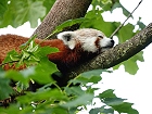Bild: Roter Panda 01 – Klick zum Vergrößern