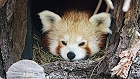 Bild: Roter Nepalesischer Panda 02 – Klick zum Vergrößern