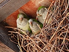 Bild: Papagaien 01 – Klick zum Vergrößern