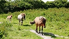 Bild: Island-Pferde 01 – Klick zum Vergrößern