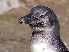 Bild: Pinguin – Klick zum Vergrößern