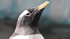 Bild: Pinguin 02 – Klick zum Vergrößern