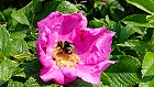 Bild: Rote Rose mit Hummel 09 – Klick zum Vergrößern