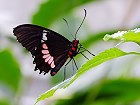 Bild: Schmetterling 01 – Klick zum Vergrößern