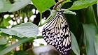 Bild: Schmetterling 02 – Klick zum Vergrößern
