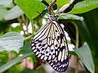 Bild: Schmetterling 02 – Klick zum Vergrößern