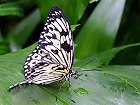 Bild: Schmetterling 03 – Klick zum Vergrößern