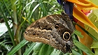Bild: Schmetterling 04 – Klick zum Vergrößern