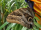 Bild: Schmetterling 04 – Klick zum Vergrößern