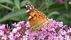 Bild: Schmetterling 05 – Klick zum Vergrößern