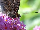 Bild: Schmetterling 06 Gesicht eines Tagpfauenauges – Klick zum Vergrößern