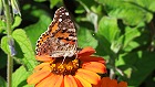 Bild: Schmetterling 07 – Klick zum Vergrößern