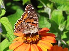 Bild: Schmetterling 07 – Klick zum Vergrößern