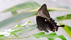 Bild: Schmetterling 08 – Klick zum Vergrößern