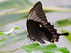 Bild: Schmetterling 08 – Klick zum Vergrößern