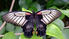 Bild: Schmetterling 09 – Klick zum Vergrößern