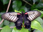 Bild: Schmetterling 09 – Klick zum Vergrößern