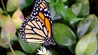 Bild: Schmetterling 10 – Klick zum Vergrößern