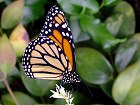 Bild: Schmetterling 10 – Klick zum Vergrößern