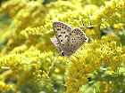 Bild: kleiner Schmetterling 12 – Klick zum Vergrößern