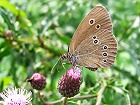 Bild: Schmetterling 14 – Klick zum Vergrößern