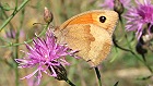 Bild: Schmetterling 15 – Klick zum Vergrößern