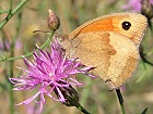 Bild: Schmetterling 15 – Klick zum Vergrößern