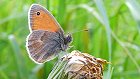 Bild: Schmetterling 16 – Klick zum Vergrößern
