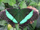Bild: Schmetterling 18 – Klick zum Vergrößern
