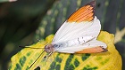 Bild: Schmetterling 19 – Klick zum Vergrößern