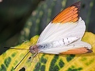 Bild: Schmetterling 19 – Klick zum Vergrößern