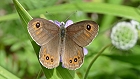Bild: Schmetterling 21 – Klick zum Vergrößern