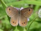 Bild: Schmetterling 21 – Klick zum Vergrößern