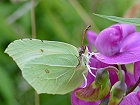 Bild: Schmetterling 22 – Klick zum Vergrößern