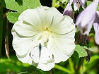 Bild: Schmetterling 23 – Klick zum Vergrößern