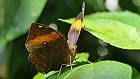 Bild: Schmetterling 24 – Klick zum Vergrößern