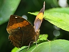 Bild: Schmetterling 24 – Klick zum Vergrößern