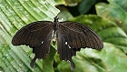 Bild: Schmetterling 25 – Klick zum Vergrößern