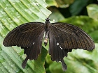 Bild: Schmetterling 25 – Klick zum Vergrößern