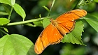 Bild: Schmetterling 26 – Klick zum Vergrößern