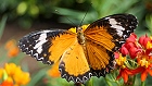 Bild: Schmetterling 27 – Klick zum Vergrößern
