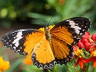 Bild: Schmetterling 27 – Klick zum Vergrößern