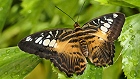 Bild: Schmetterling 28 – Klick zum Vergrößern