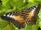 Bild: Schmetterling 28 – Klick zum Vergrößern