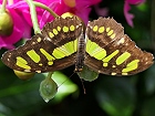Bild: Schmetterling 29 – Klick zum Vergrößern