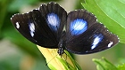 Bild: Schmetterling 30 – Klick zum Vergrößern