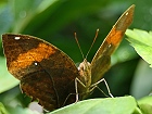 Bild: Schmetterling 31 – Klick zum Vergrößern
